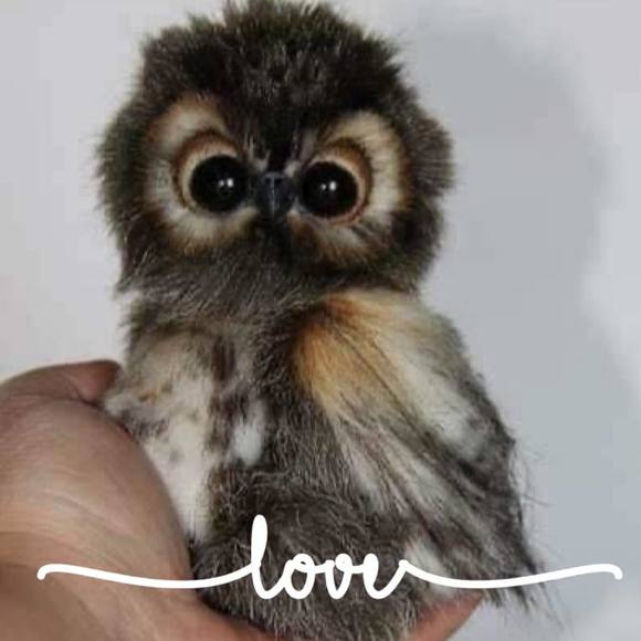 Meet your Posher, Cassie - Picture 1 of 1